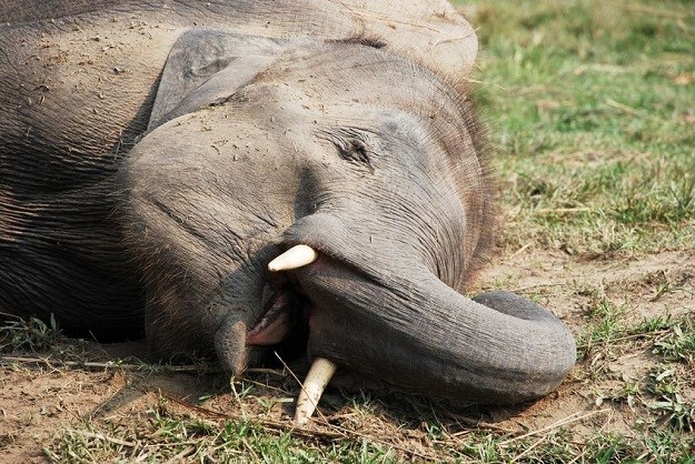 Sedativ za slonove uzrokovao val predoziranja u SAD-u